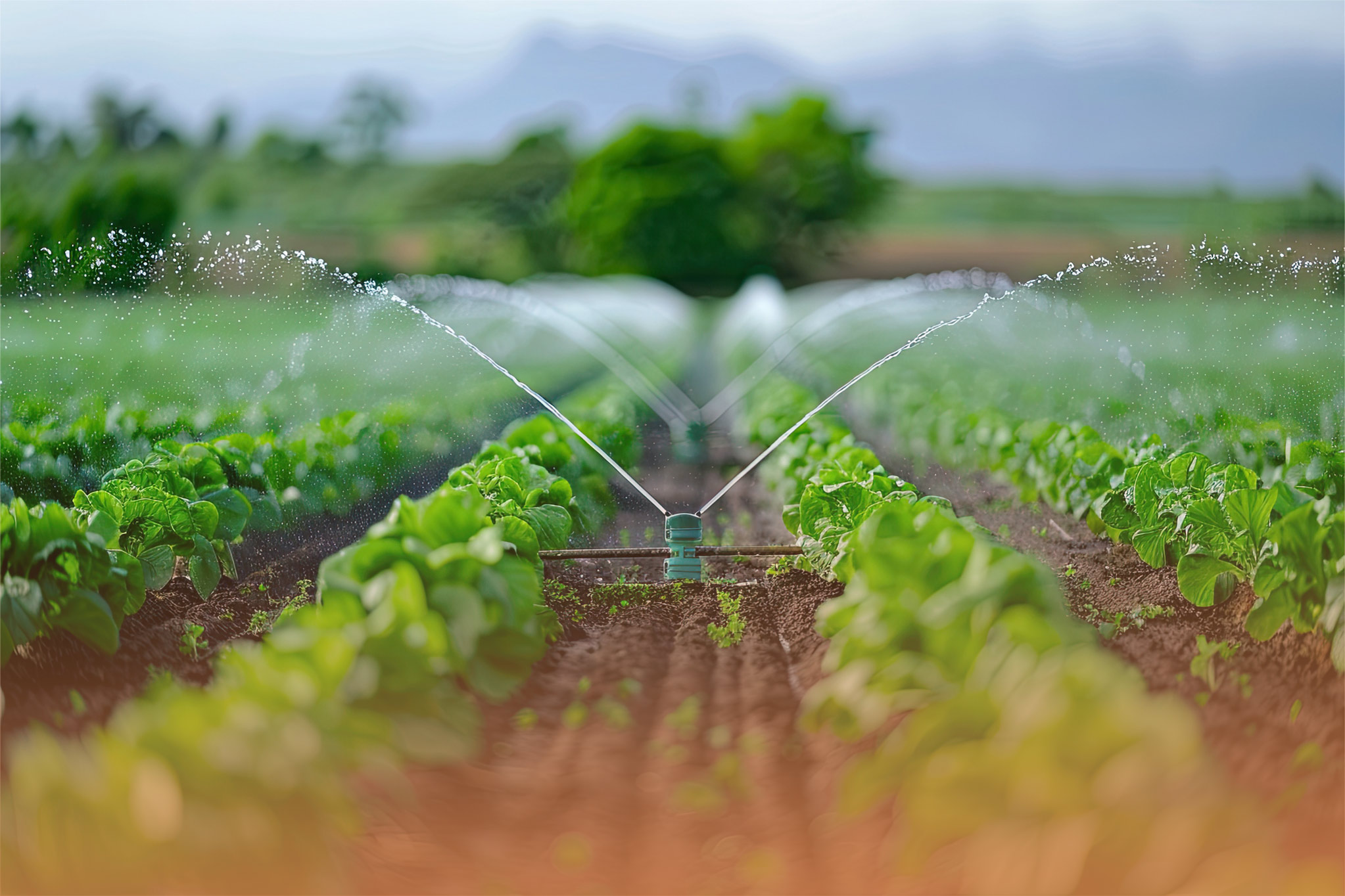 irrigation-plant-system-field-agriculture-plants